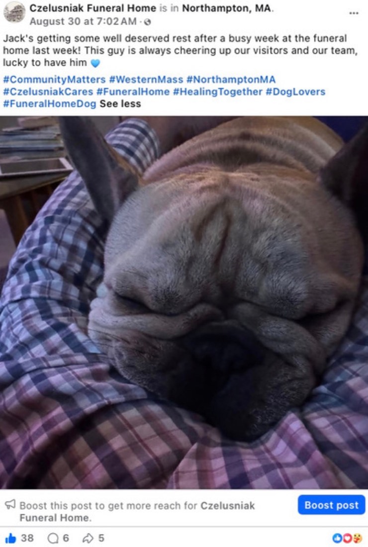 Czelusniak Funeral Home post by Logan Graves, a lifestyle photo of a dog